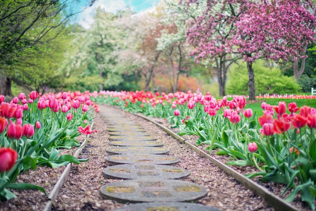 stepping stones surrounded by flowers