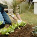 female horticulturist tending to lettuce